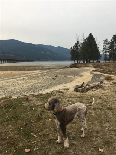 THE 5 BEST Pet Friendly Hotels in Sandpoint .